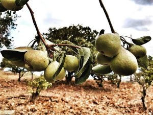 Alimentos vivos, personas sanas.